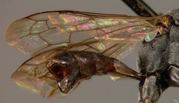 Media type: image;   Entomology 13633 Aspect: wing
